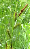 Carex riparia