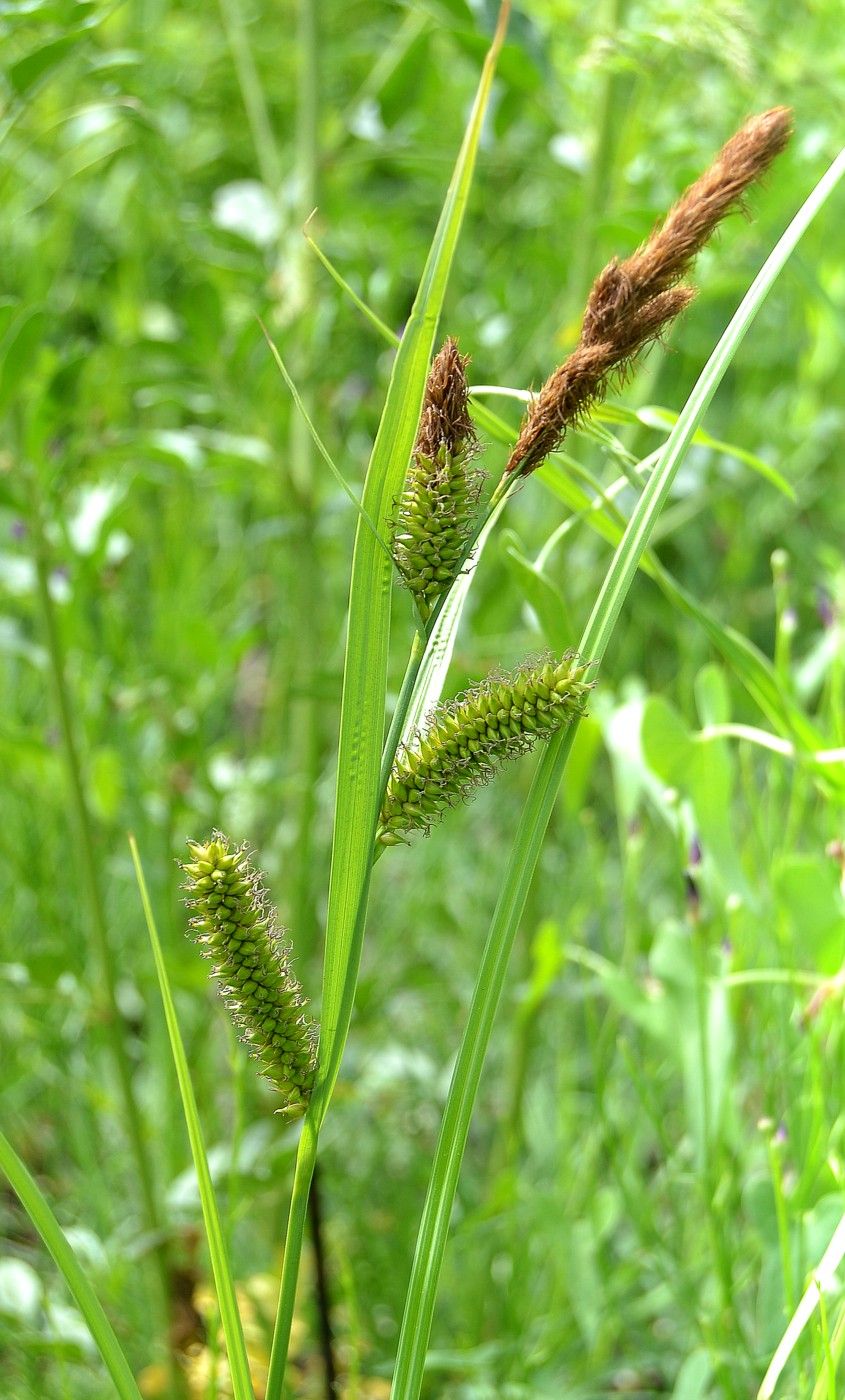 Изображение особи Carex riparia.