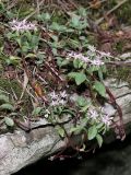 Sedum stoloniferum