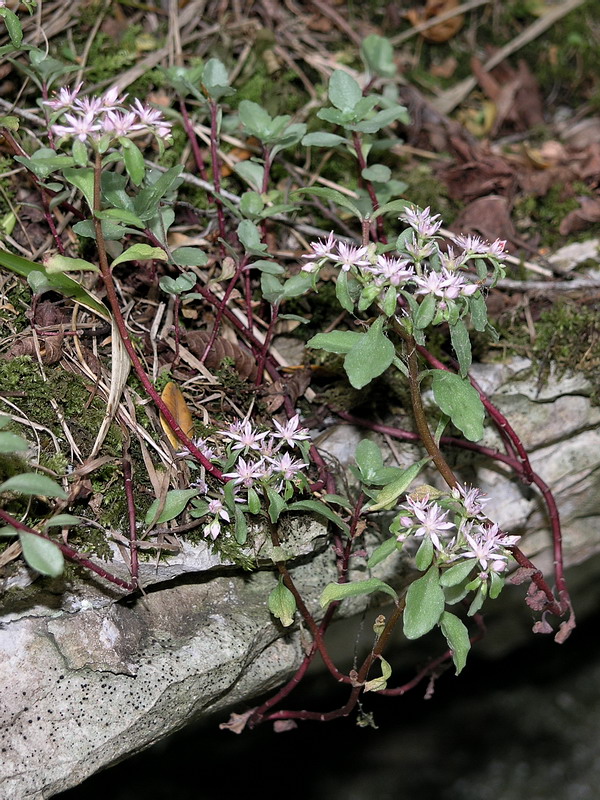 Изображение особи Sedum stoloniferum.