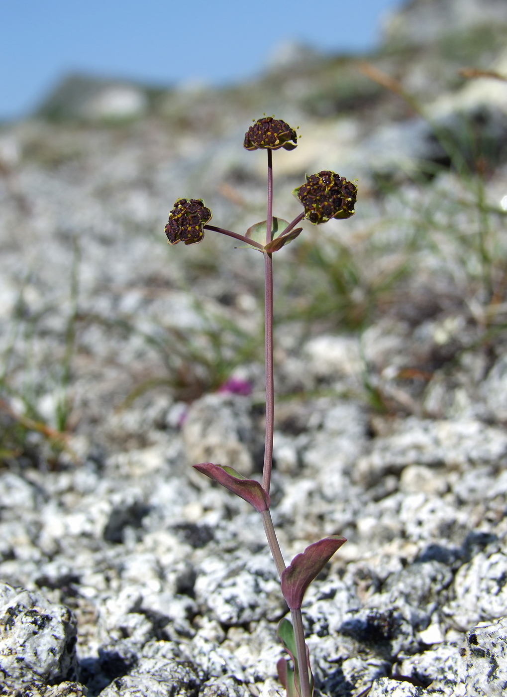 Изображение особи Bupleurum triradiatum.