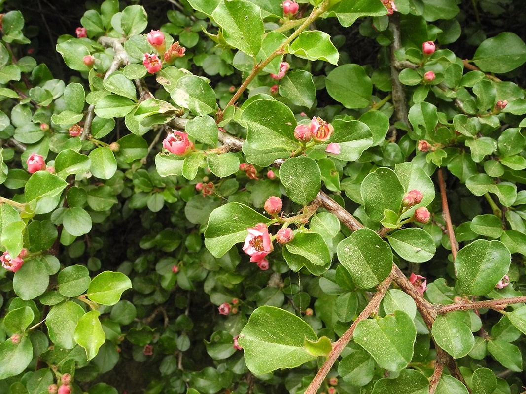 Image of Cotoneaster praecox specimen.