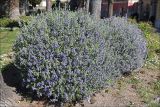 Teucrium fruticans