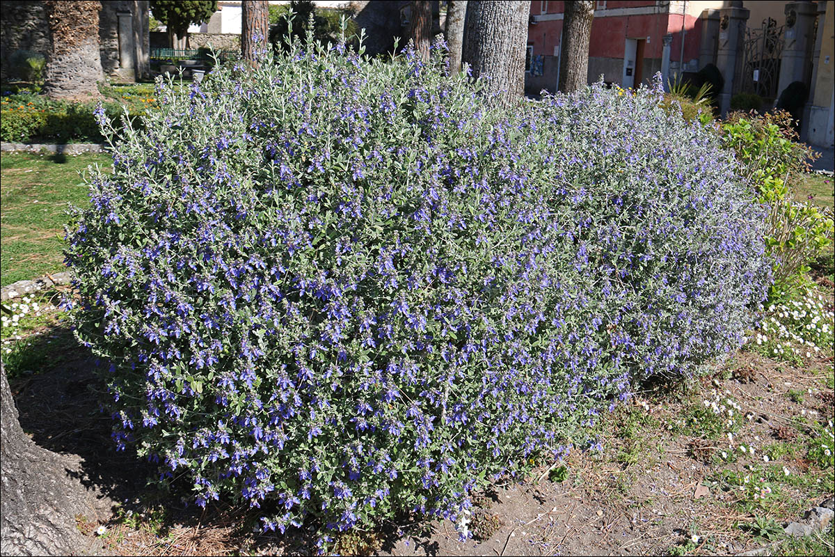 Изображение особи Teucrium fruticans.