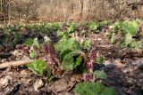 Petasites hybridus