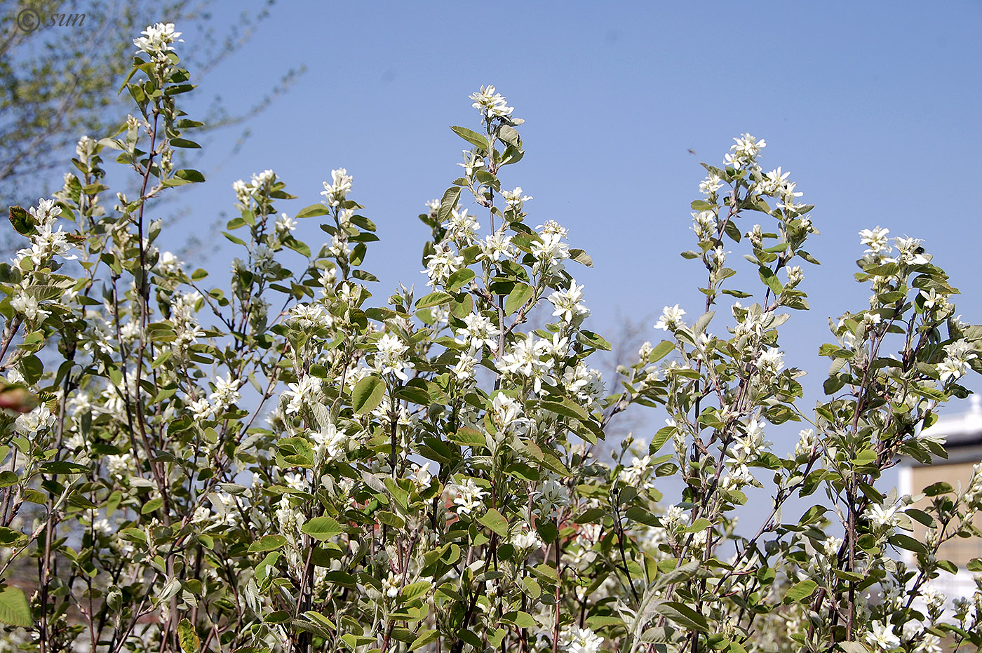 Image of Amelanchier spicata specimen.