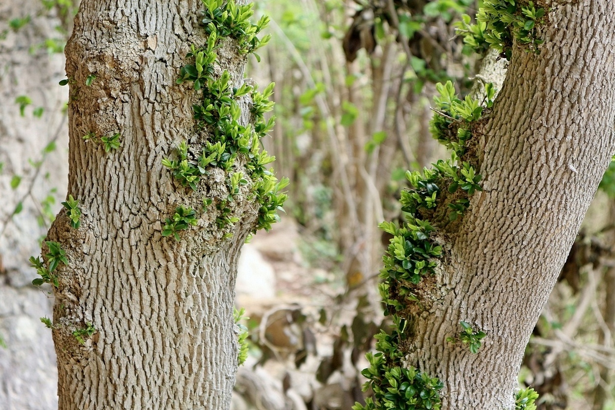 Image of Buxus colchica specimen.