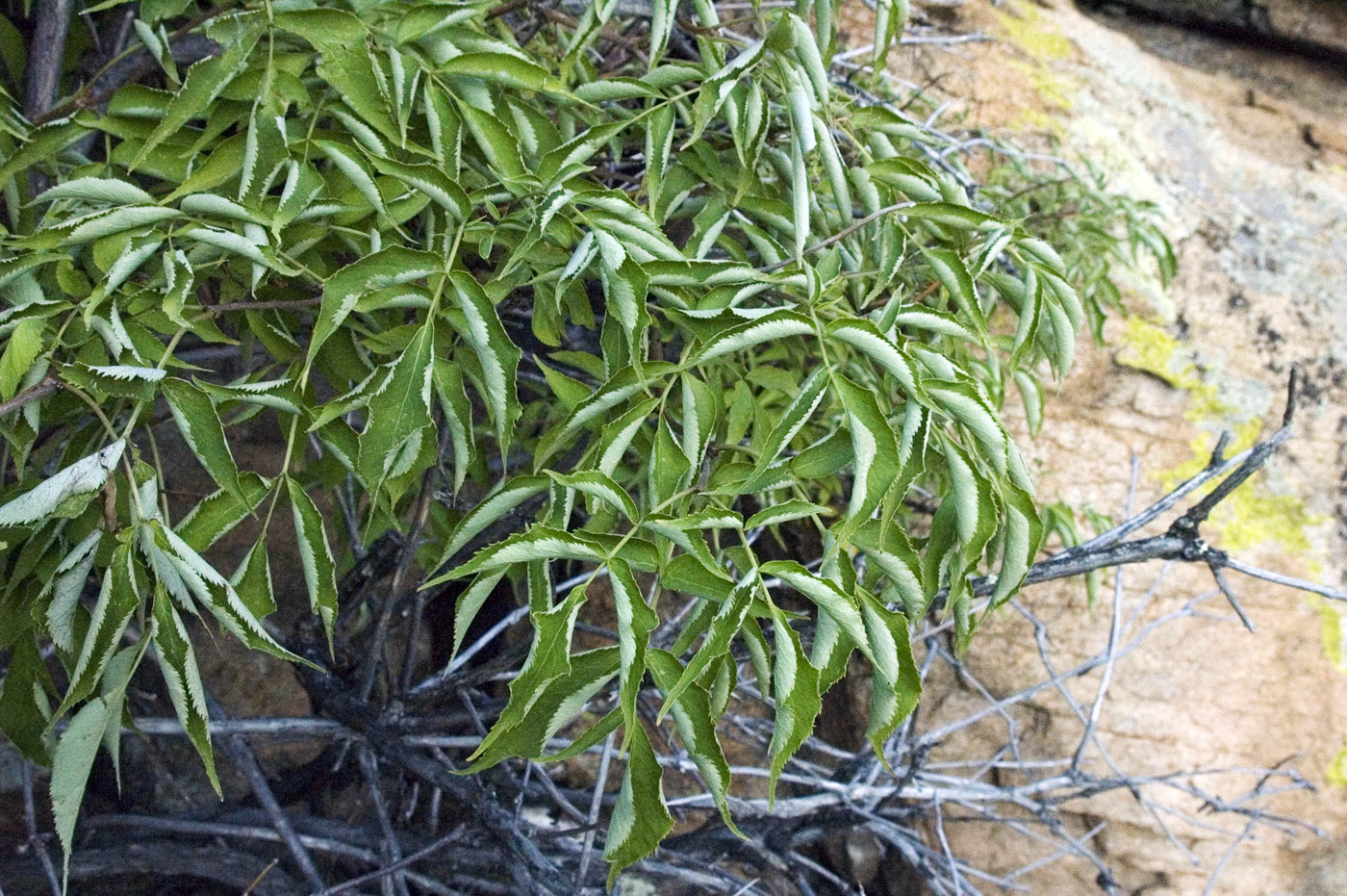 Image of Sambucus sibirica specimen.