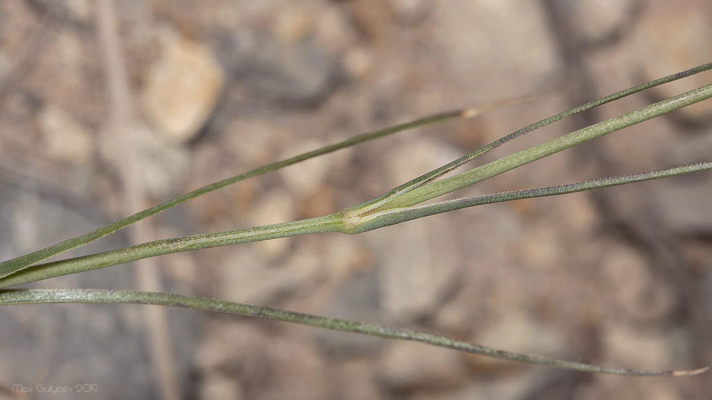 Image of Eremogone biebersteinii specimen.