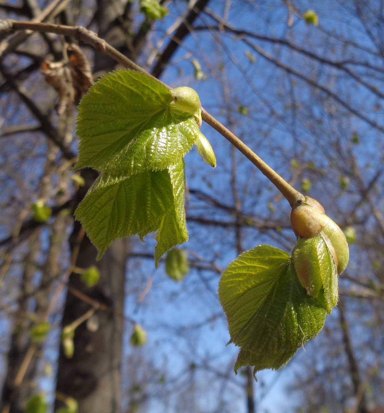 Изображение особи род Tilia.