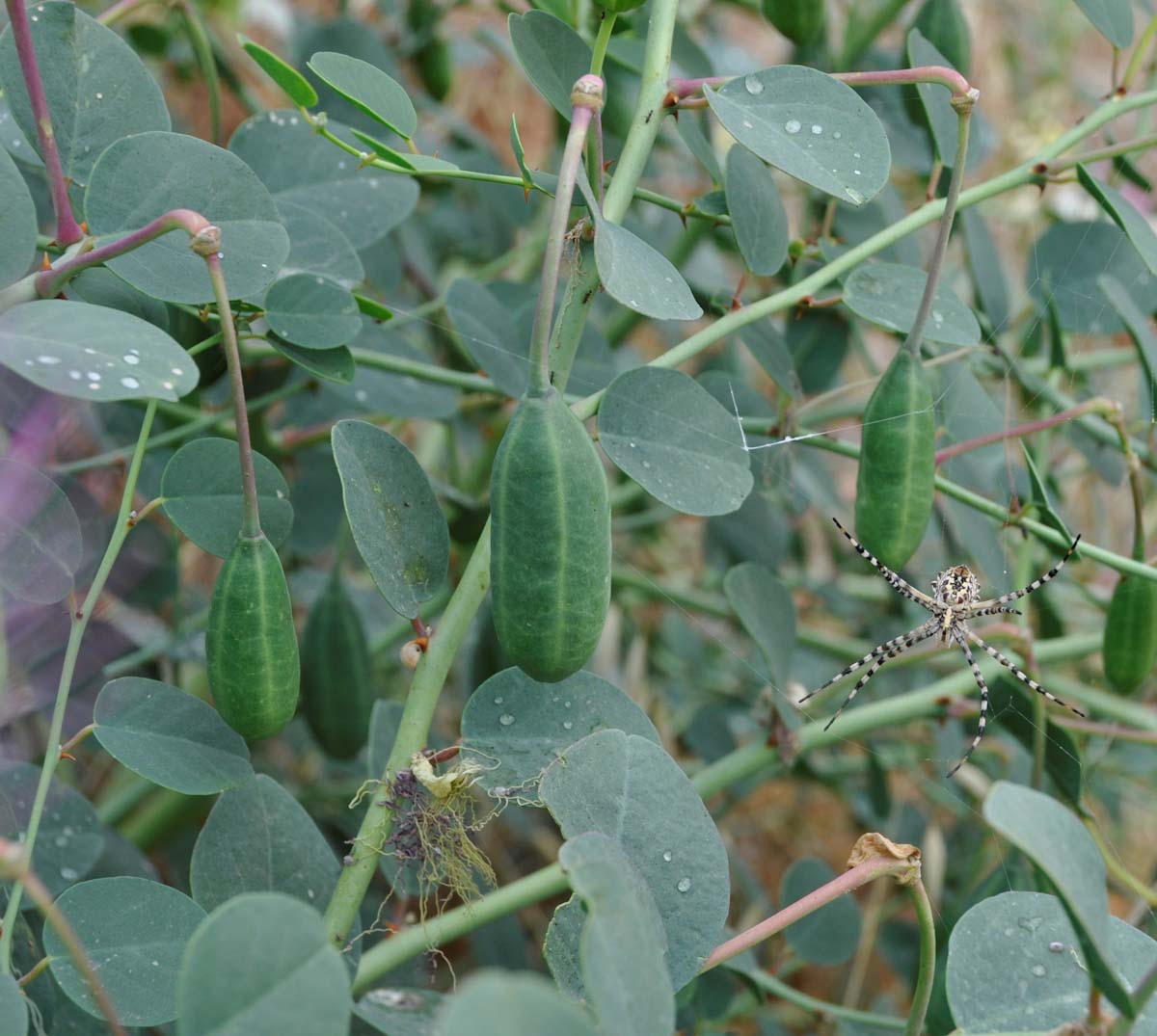 Изображение особи род Capparis.