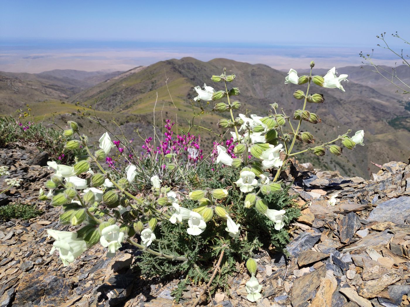 Image of Salvia submutica specimen.