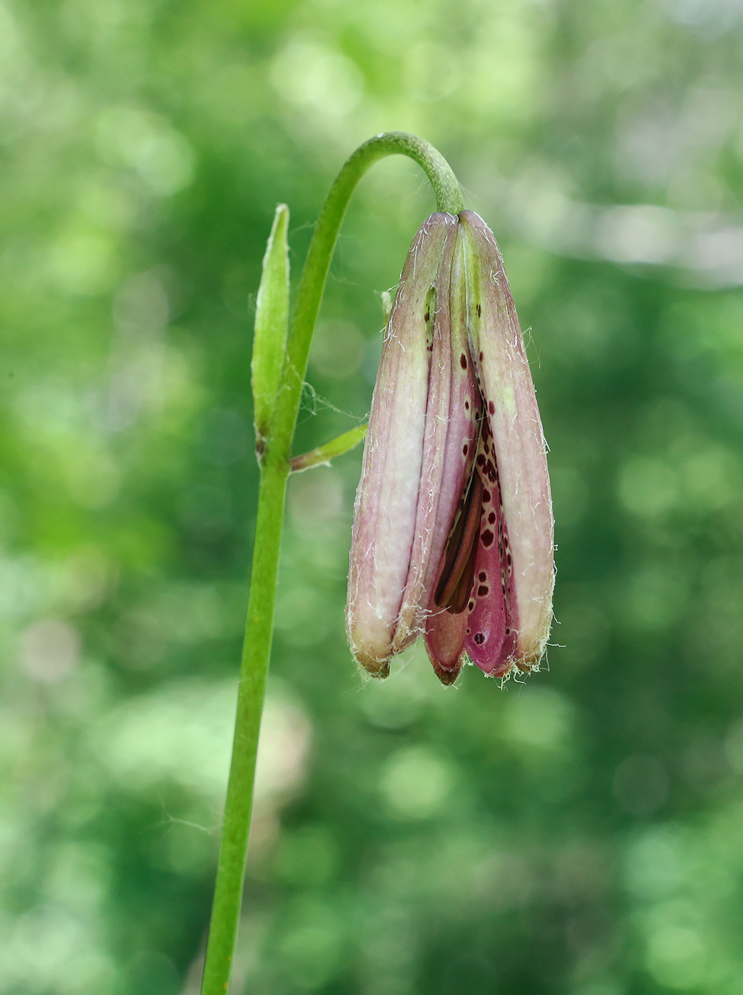 Изображение особи Lilium pilosiusculum.