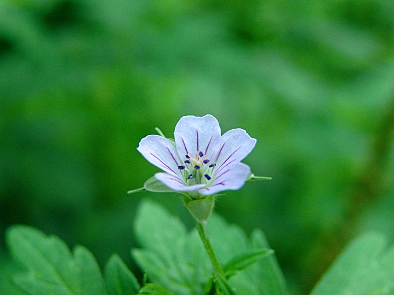 Image of Geranium popovii specimen.