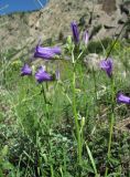 Campanula hohenackeri. Соцветие (длина венчиков в среднем 2 см). Кабардино-Балкария, Эльбрусский р-н, окр. г. Тырныауз, ок. 1400 м н.у.м., каменистый склон. 05.07.2019.