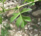 genus Crataegus. Лист. Дагестан, Гергебильский р-н, окр. с. Гергебиль, ок. 800 м н.у.м., каменистый склон. 07.06.2019.
