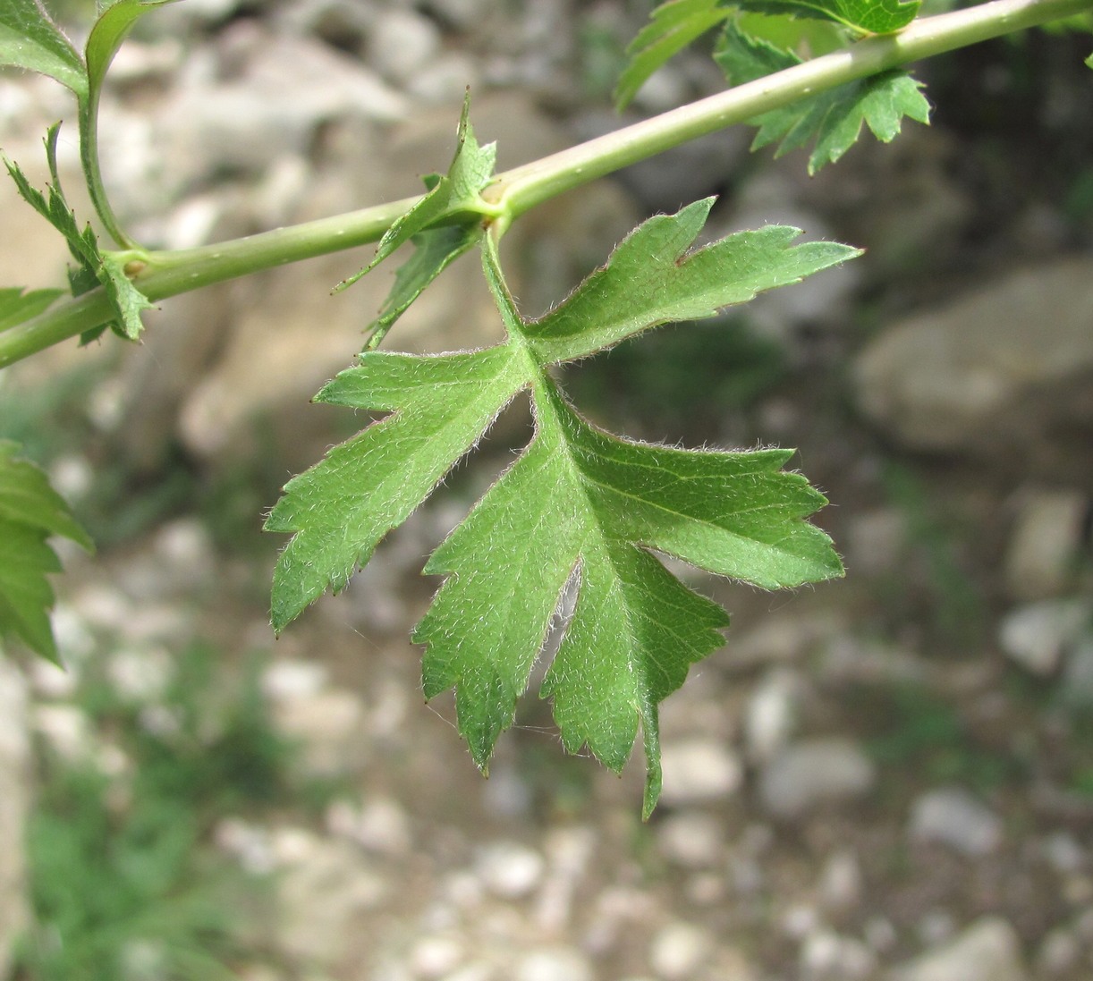 Изображение особи род Crataegus.