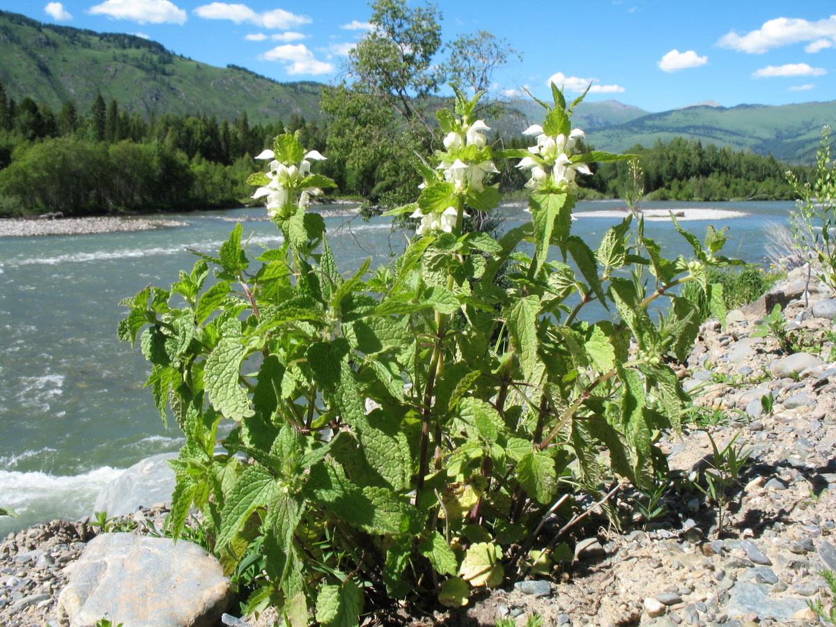 Image of Lamium album specimen.