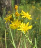 Hieracium filifolium. Верхняя часть генеративного побега с соцветиями-корзинками. Украина, г. Киев, проспект Алишера Навои, сосновый бор. 13.08.2019.