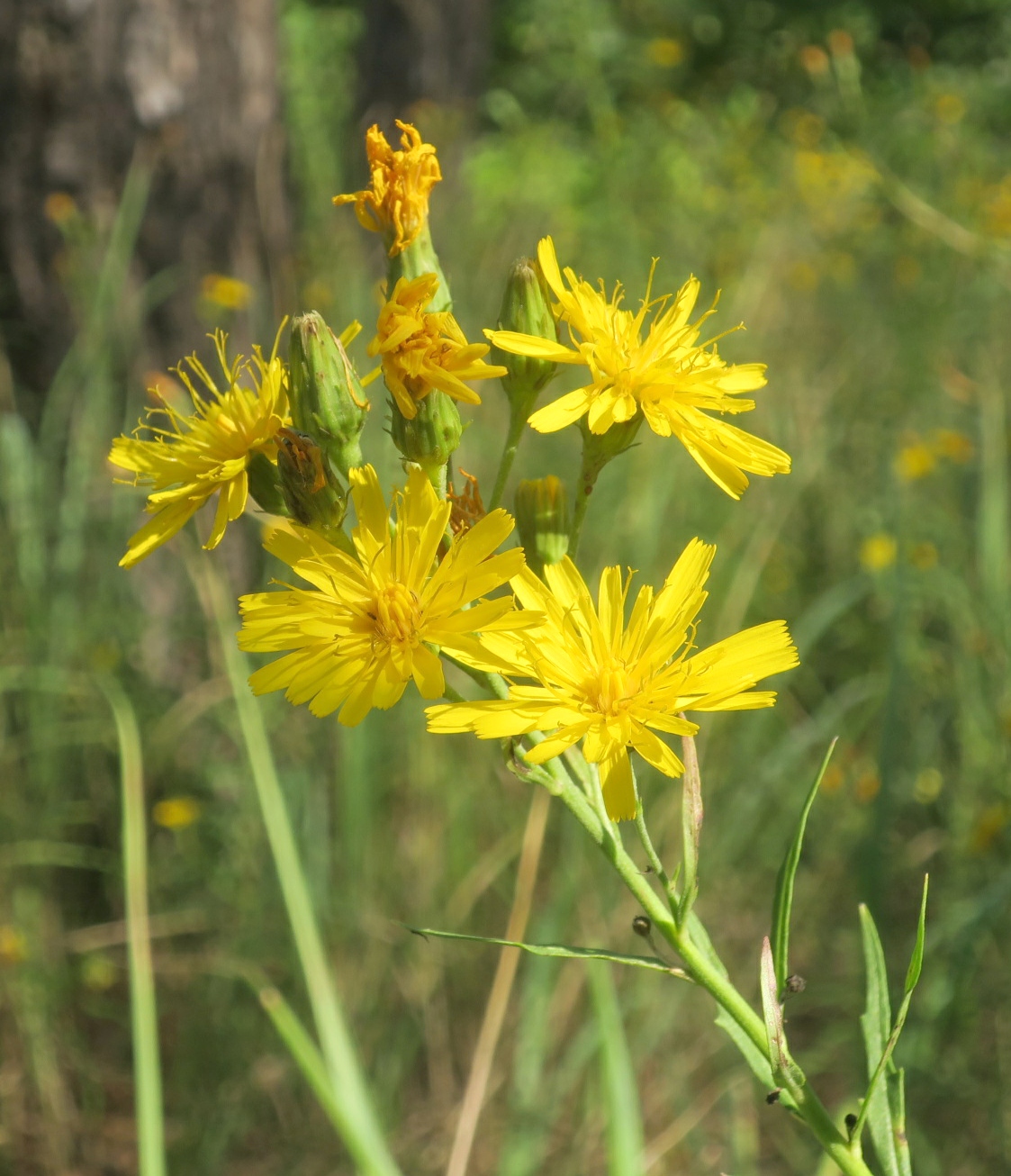 Image of Hieracium filifolium specimen.