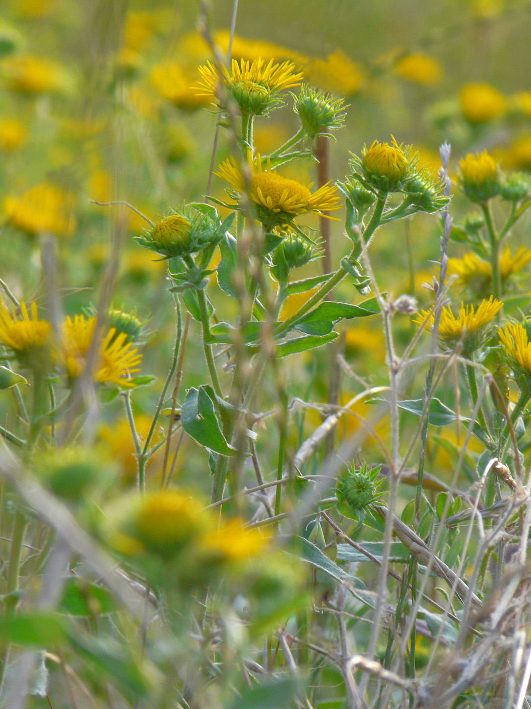 Изображение особи Inula britannica.