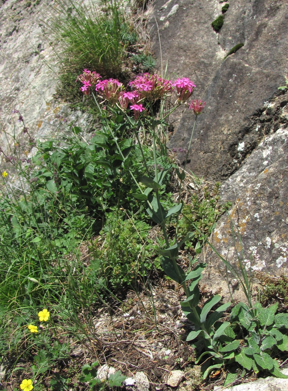 Image of Silene compacta specimen.