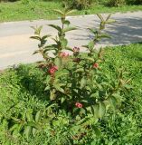 genus Weigela. Цветущее растение. Подмосковье, г. Коломна, в культуре. Сентябрь 2019 г.