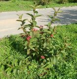 род Weigela