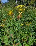 Bupleurum longifolium subspecies aureum. Верхушка цветущего растения. Челябинская обл., Саткинский р-н, хребет Зюраткуль, ≈ 1000 м н.у.м., субальпийский луг. 31.07.2019.