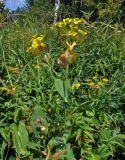 Bupleurum longifolium подвид aureum. Верхушка цветущего растения. Челябинская обл., Саткинский р-н, хребет Зюраткуль, ≈ 1000 м н.у.м., субальпийский луг. 31.07.2019.