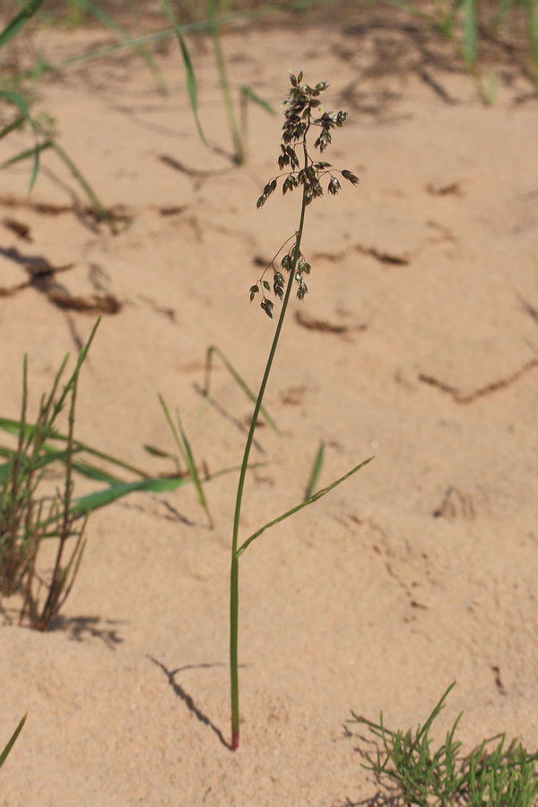 Image of Hierochloe odorata specimen.