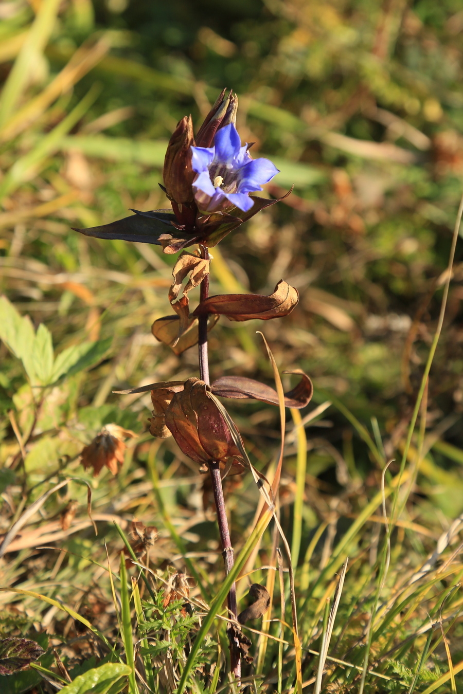 Изображение особи Gentiana scabra.