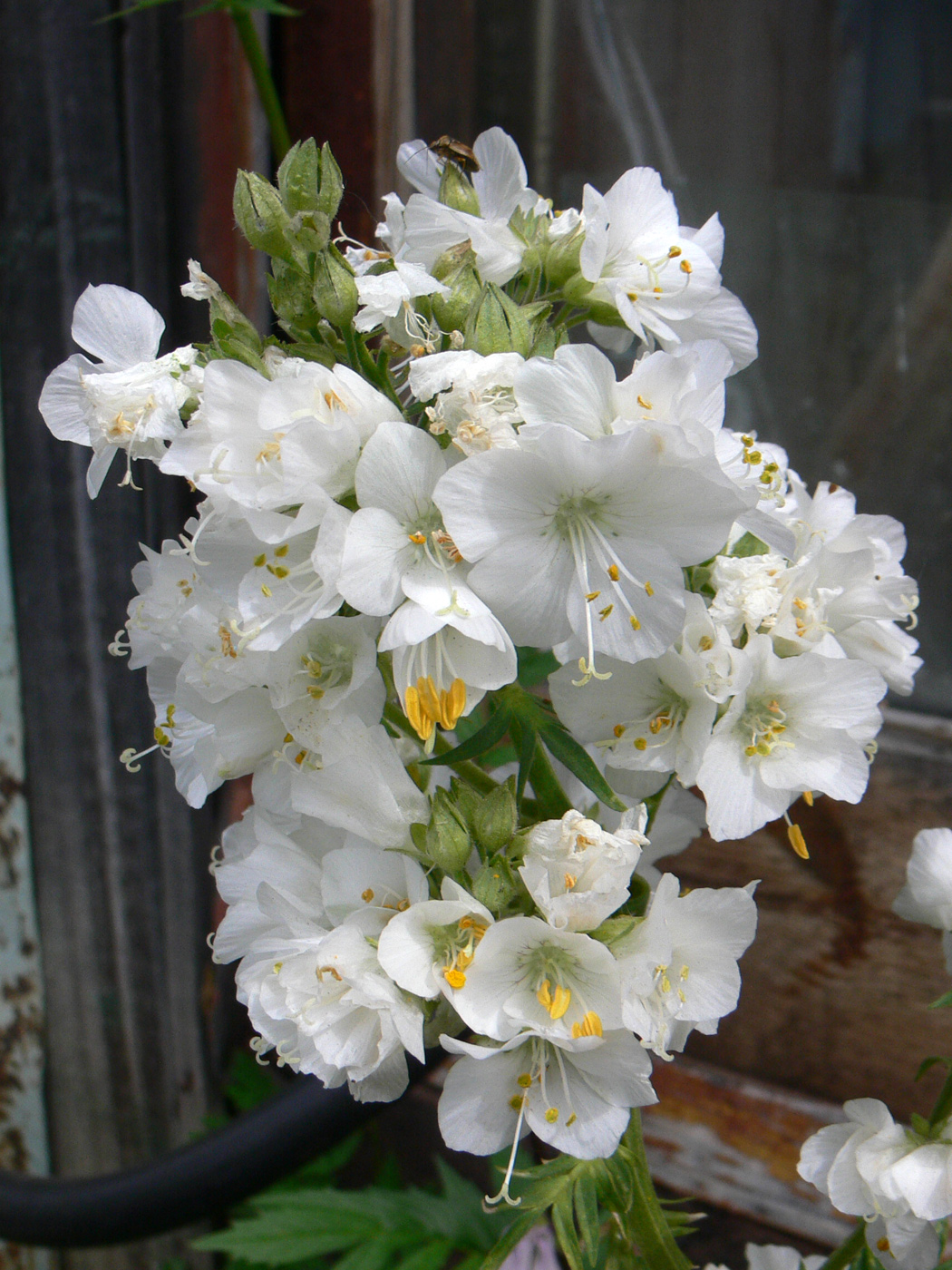 Image of Polemonium caeruleum specimen.