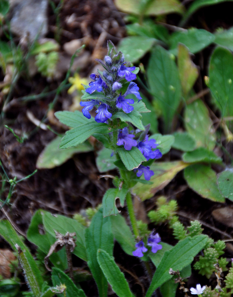 Image of genus Ajuga specimen.