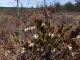 Chamaedaphne calyculata. Верхушка цветущего растения. Магаданская обл., г. Магадан, окр. мкр-на Снежная Долина, заболоченный участок в редкостойном лиственичнике. 21.05.2019.
