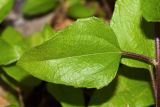 Helianthus debilis