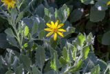 Chrysanthemoides monilifera