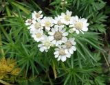 Achillea подвид macrocephala