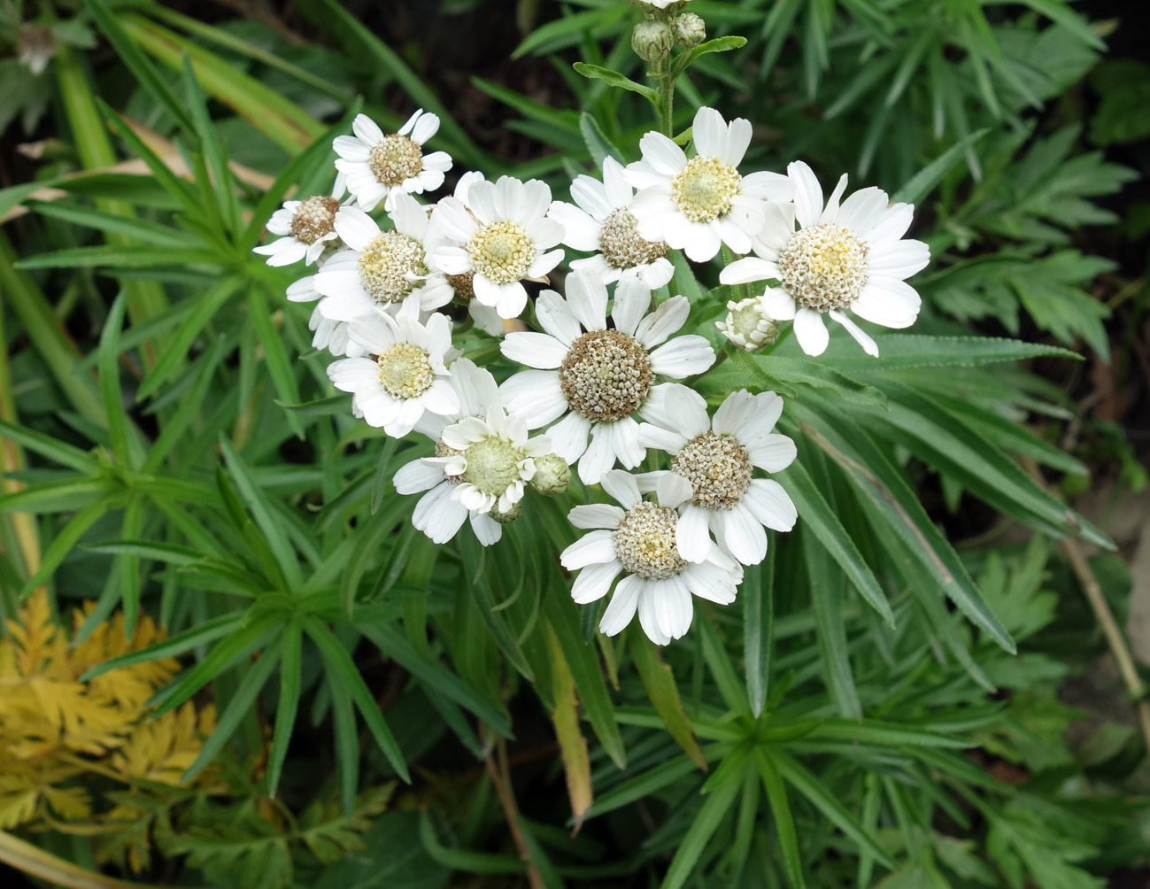 Image of Achillea ptarmica ssp. macrocephala specimen.
