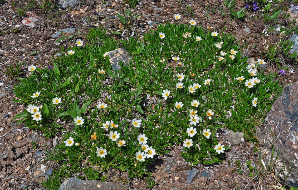 Изображение особи Dryas oxyodonta.