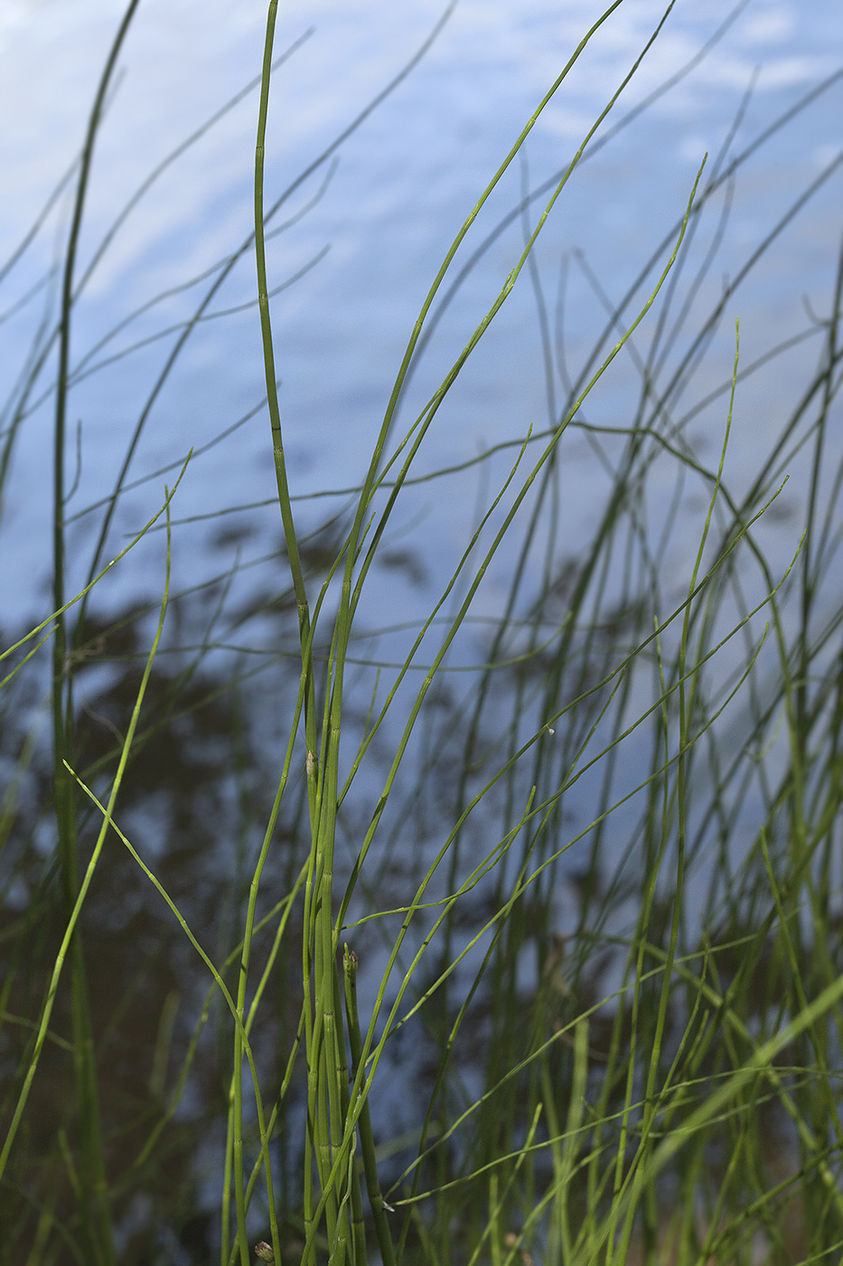 Изображение особи Equisetum fluviatile.