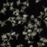 Galinsoga parviflora. Плоды. Курская обл., Железногорский р-н, пос. Каменец, дачи Жуковец, сорное. 25 июля 2010 г.