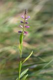 Polygala comosa. Верхушка цветущего растения. Псковская обл., Печорский р-н, Изборско-Мальская долина восточнее оз. Городищенское, суходольный разнотравно-злаковый луг. 03.08.2019.