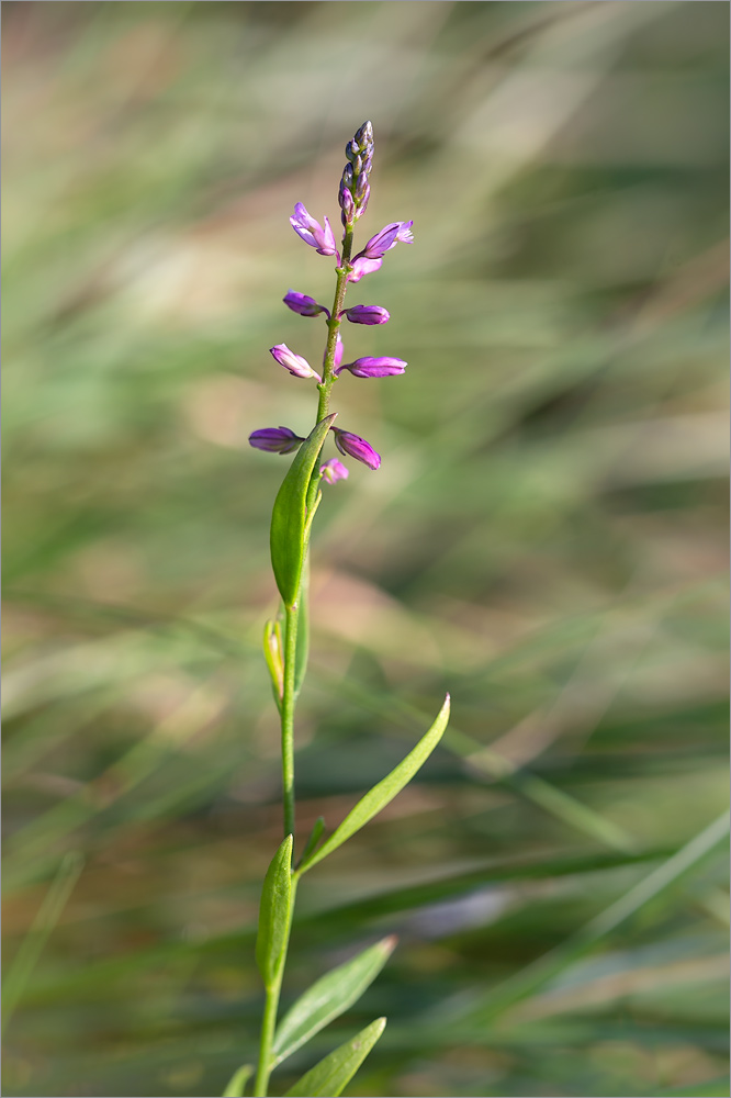 Изображение особи Polygala comosa.