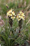 Pedicularis oederi