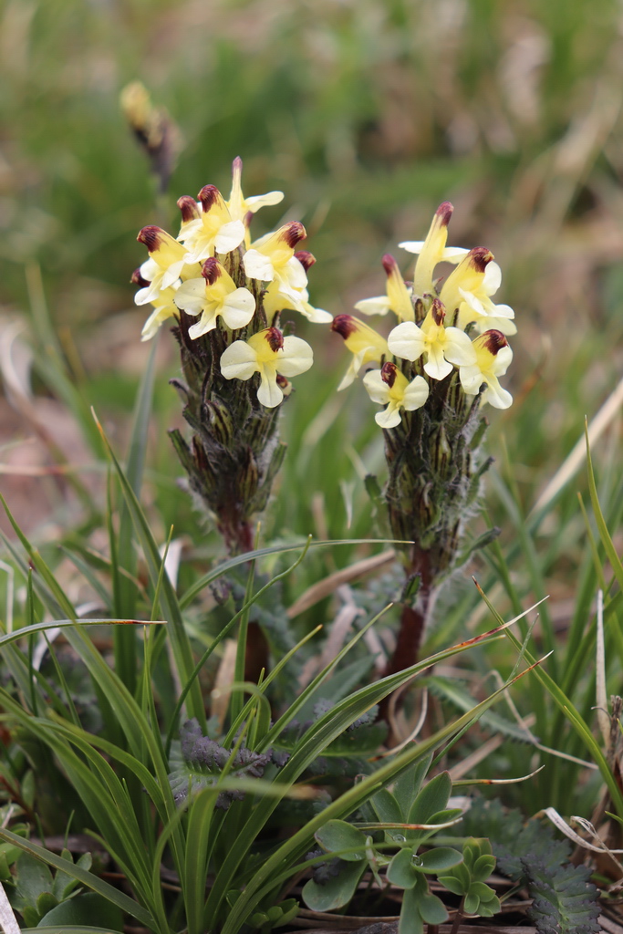 Image of Pedicularis oederi specimen.