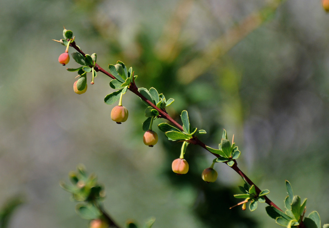 Image of Berberis sibirica specimen.