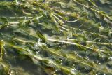 Potamogeton perfoliatus