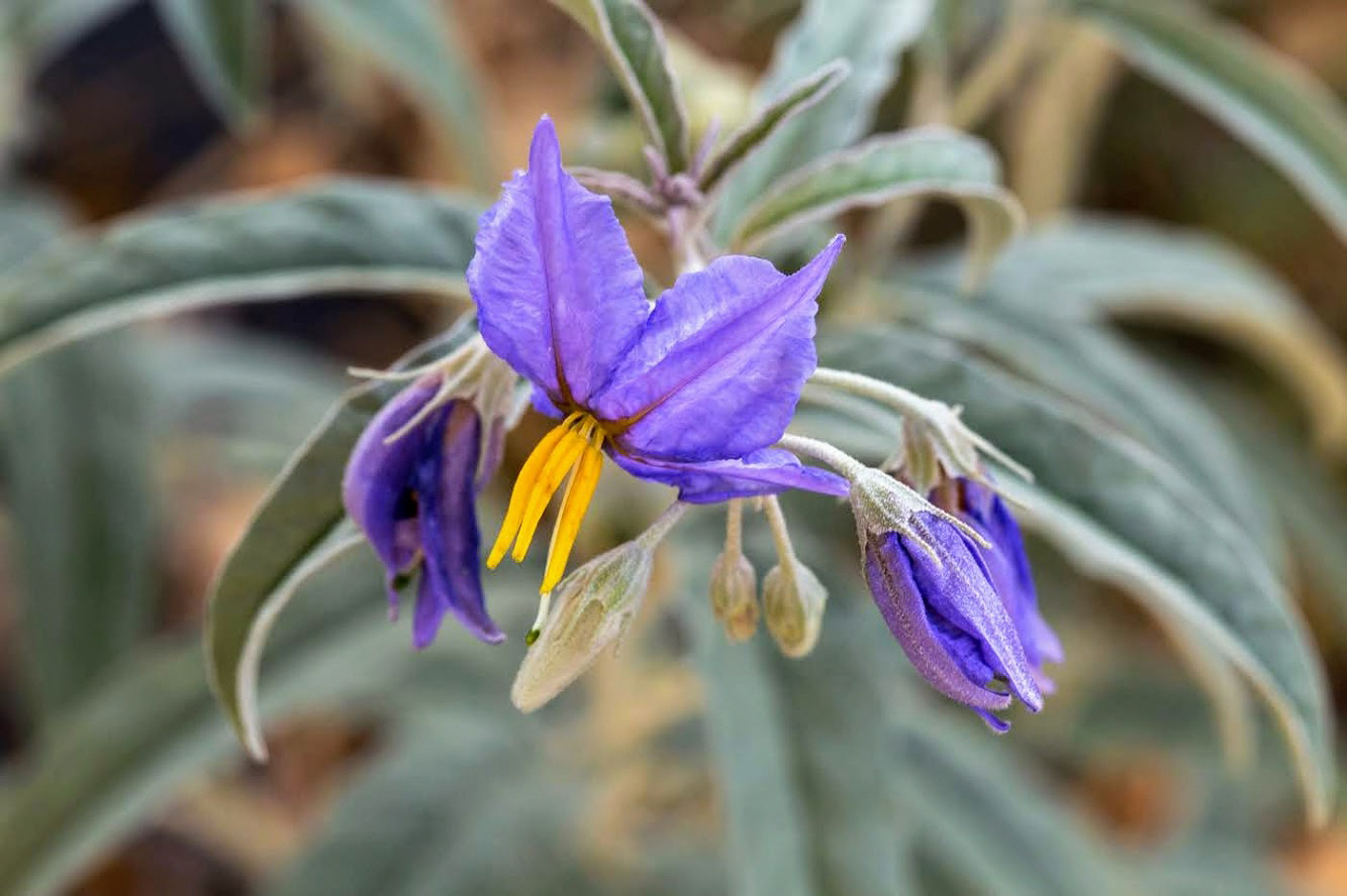 Изображение особи Solanum elaeagnifolium.