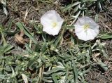 Convolvulus lineatus